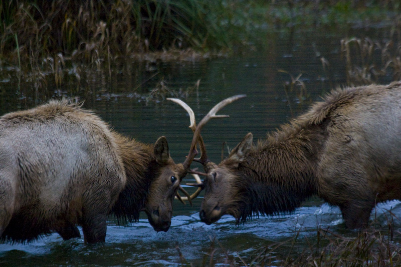 Elk Sparring In Creek